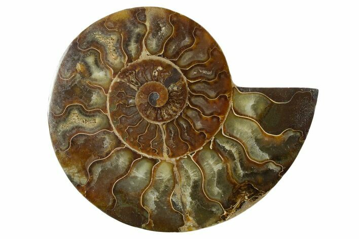 Cut & Polished Ammonite Fossil (Half) - Madagascar #347494